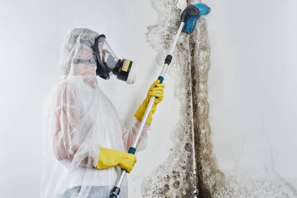 Home Mold Removal in Grasonville, MD