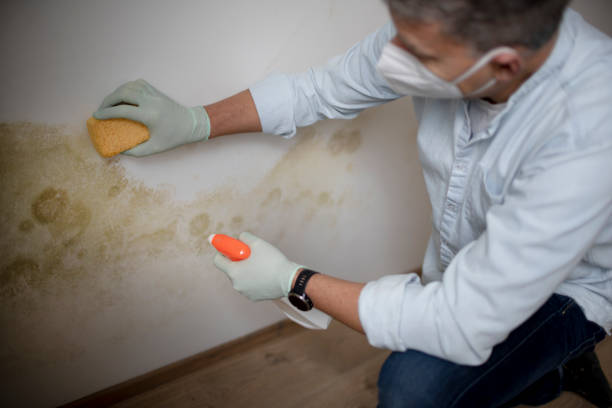 Best Mold Testing  in Grasonville, MD