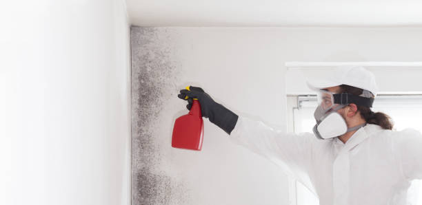 Best Mold Testing  in Grasonville, MD