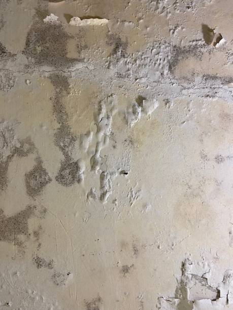 Best Home Mold Removal  in Grasonville, MD